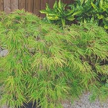 Acer palmatum  Seiryu  1 x 7.5 Litre Pot - Japanese Maple Hardy Tree   Upright Columnar Acer with Finely Cut Foliage & Brilliant Autumn Colour   RHS AGM Ornamental Garden Tree   by Thompson & Morgan