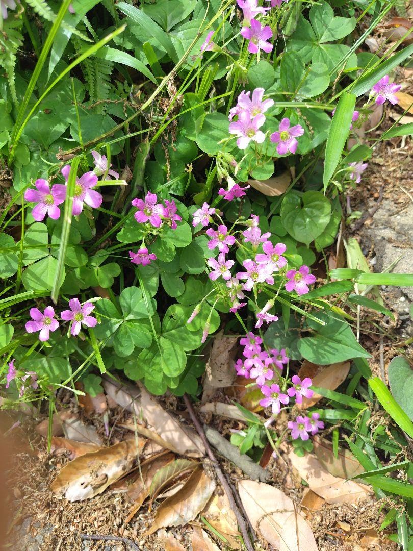 Amazon.co.jp: ムラサキカタバミ 球根植物 ピンク花 抜き苗 (球根)10