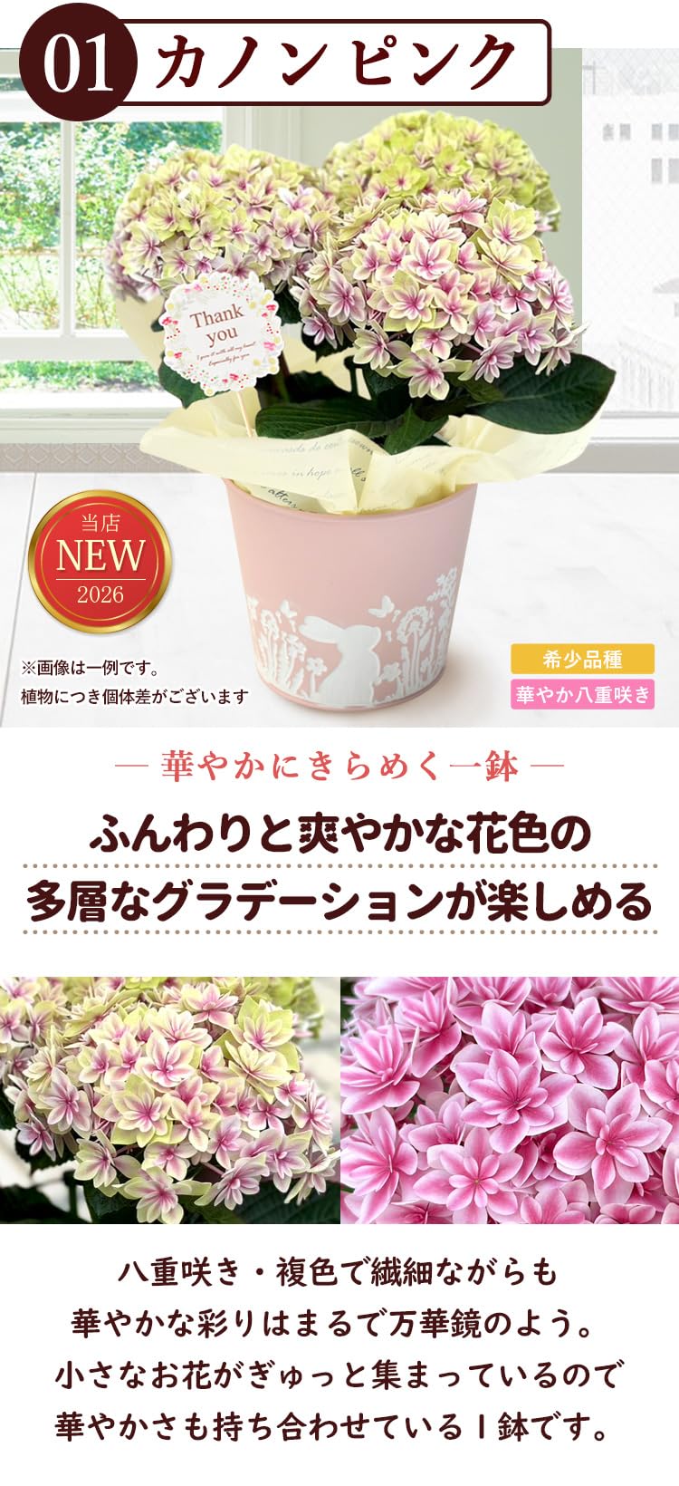 Amazon.co.jp: 花由 母の日 産地直送 名匠 大栄花園さんの あじさい (4