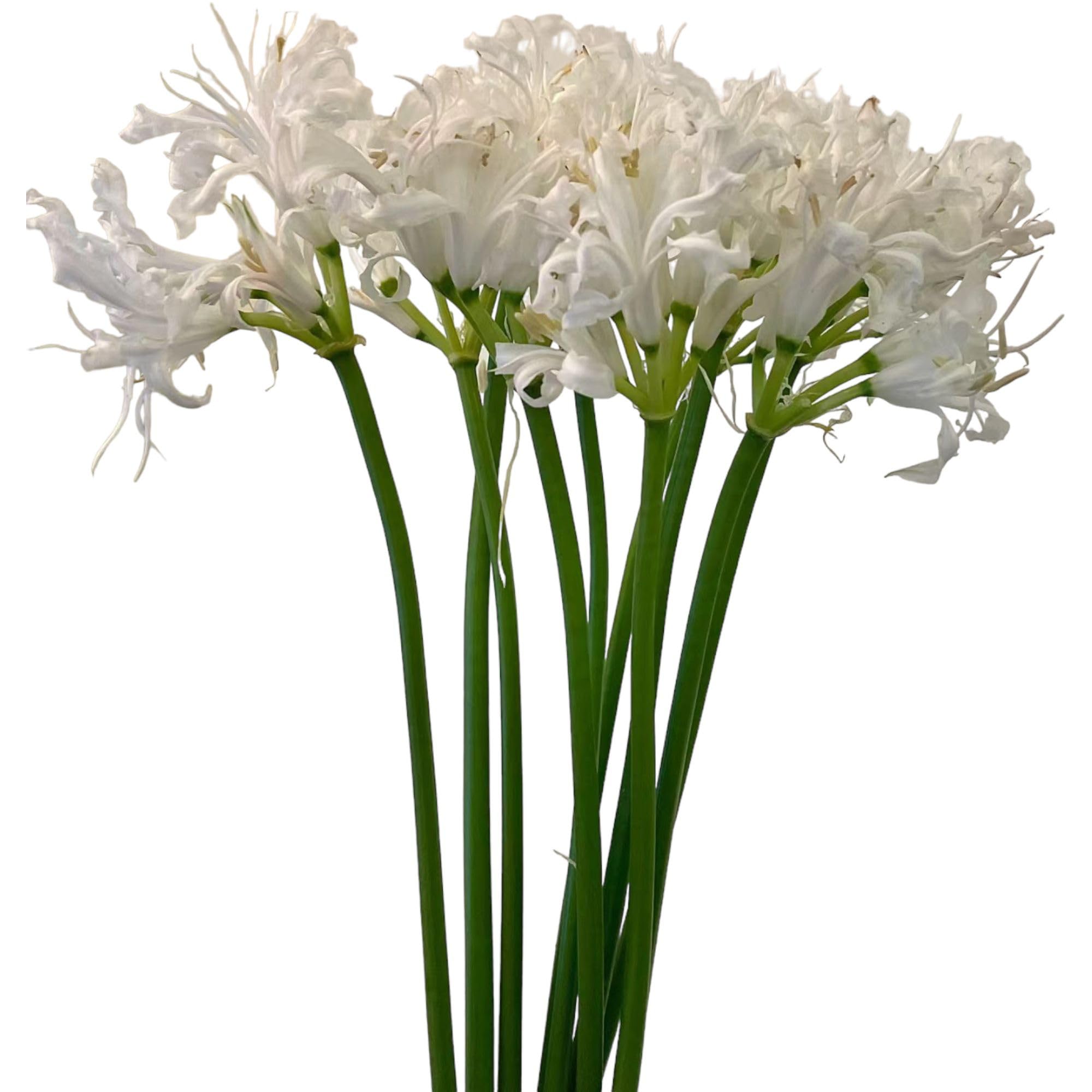 Amazon.com : 10 Fresh White Lycoris Radiata Fresh Cut Flowers