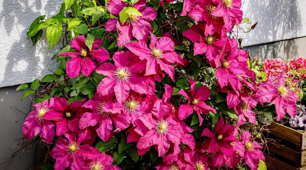 Scarlet Clematis Vine Flower Seeds - 35+ Seeds - Grow year Round- All India (B0C8PY1RGD) Amazon Price History, Amazon Price Tracker