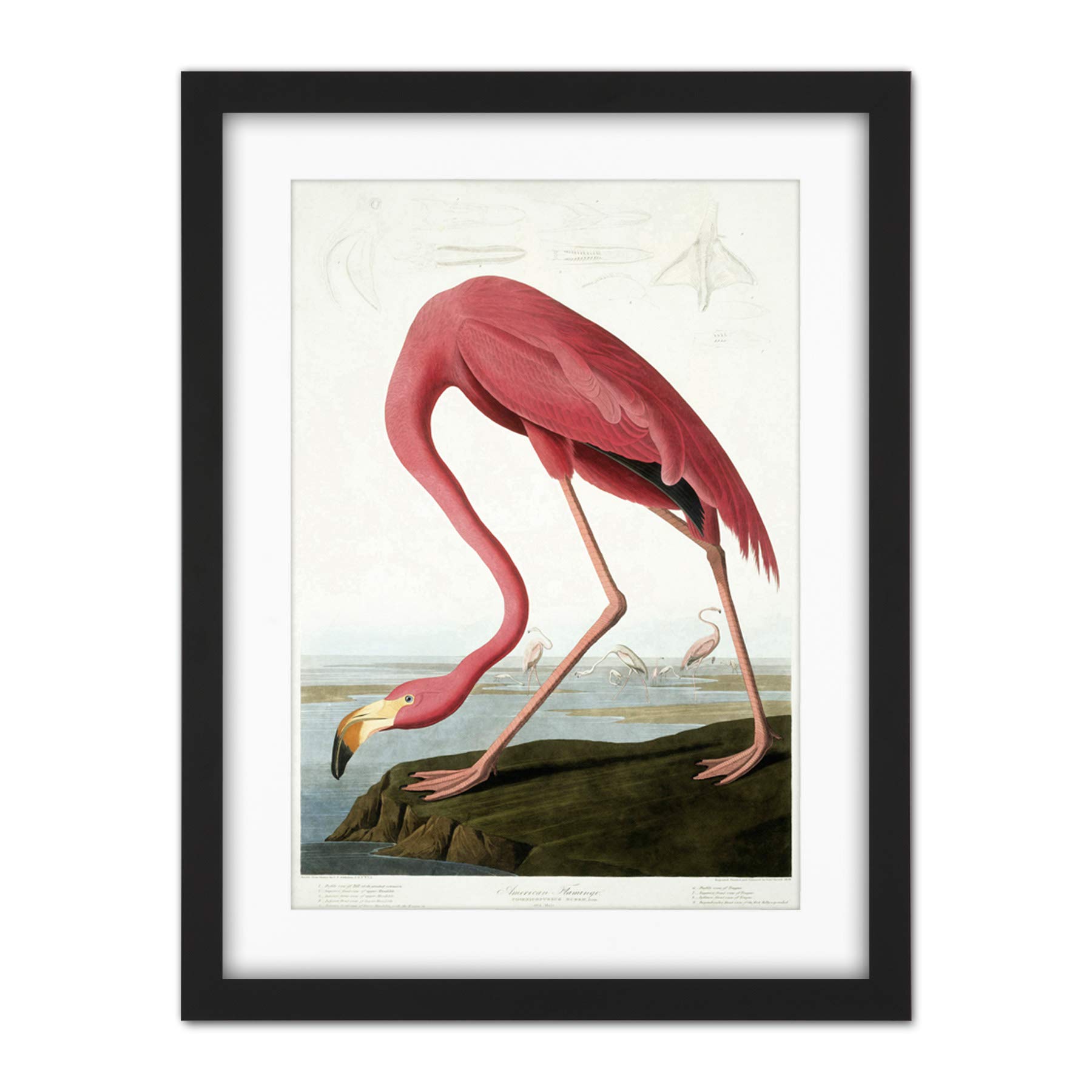 Wee Blue Coo Audubon American Flamingo Artwork Framed Wall Art Print 18X24 Inch