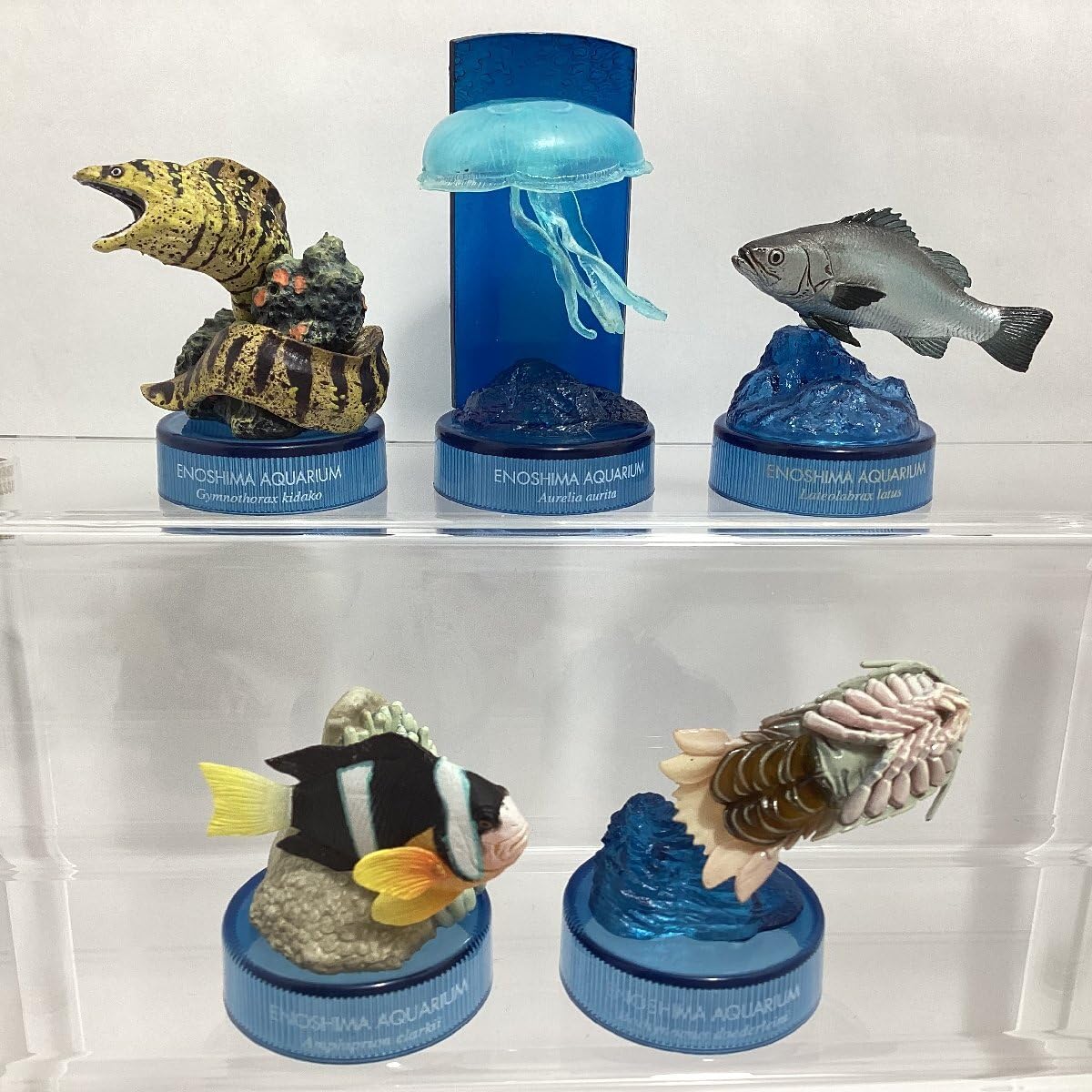 Amazon.co.jp: Kaiyodo Invitation to Shin Enoshima Aquarium 2, Set