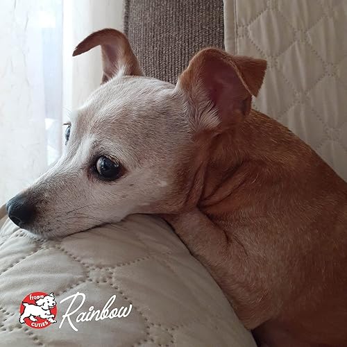 Miniatura 9 de Fromm Reduced Activity Senior Gold Premium - Alimento seco para perros mayores para razas medianas y pequeñas, receta de pollo, 15 libras