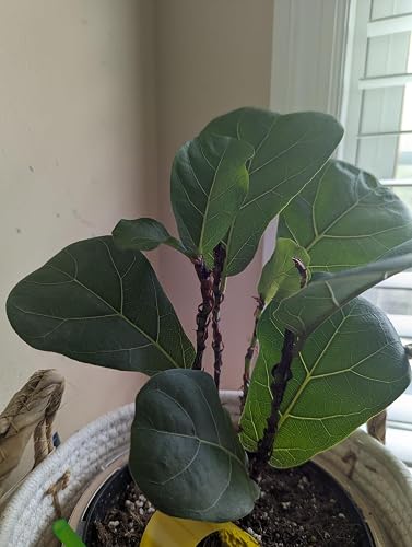 Review Image by Amazon Customer