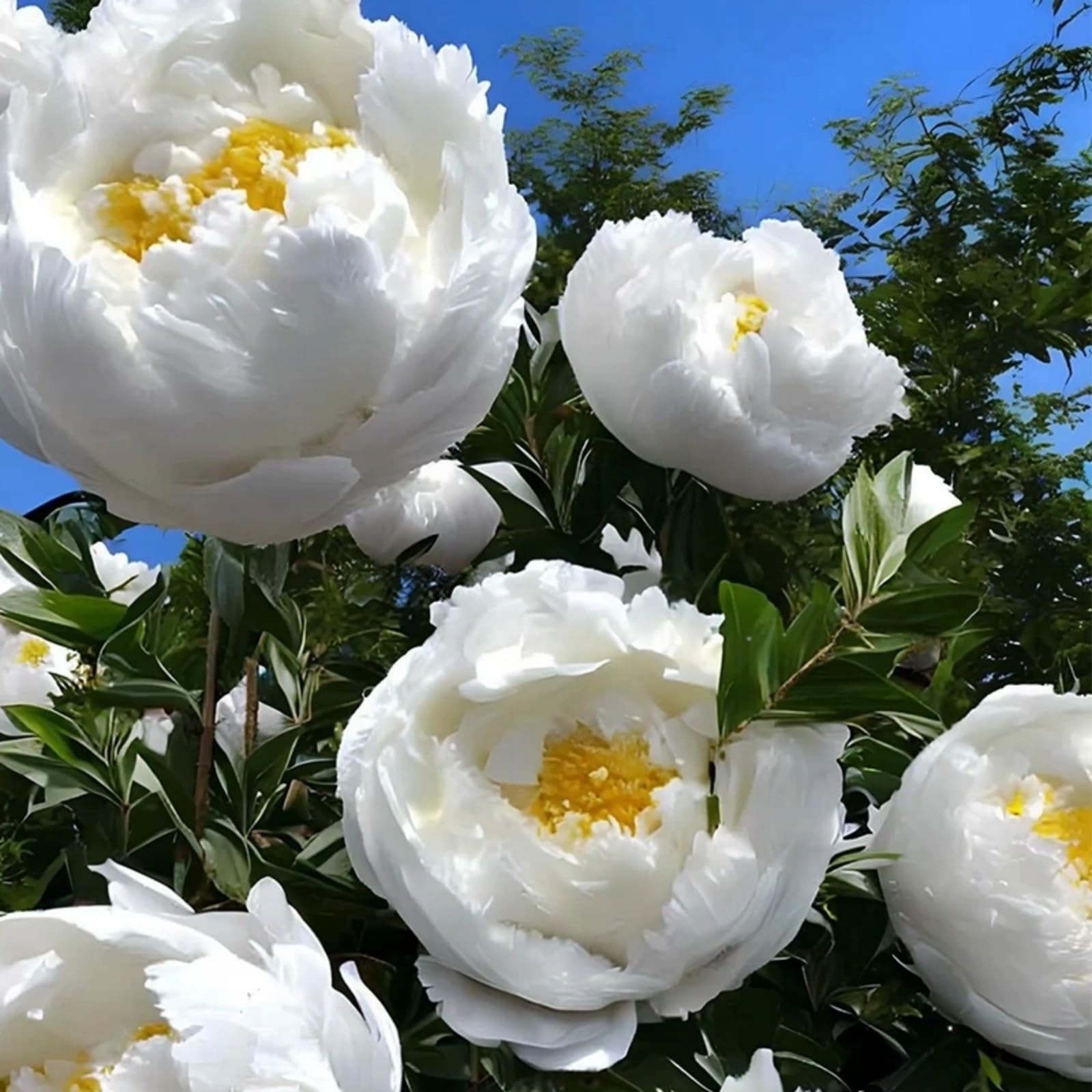 Peony Bulbs for Planting Now UK,Plant Bulbs, Good for Containers,Golden Jade Carving, Natural Organic/Wedding Flowers-2bulbs-J