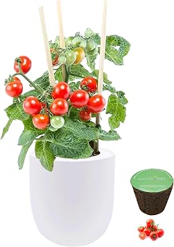 Hydroponic Vegetable Garden Kit, Self-Watering Kitchen Vegetable Garden Starter Kit with Organic Seeds, Cherry Tomato - Tiny Tim