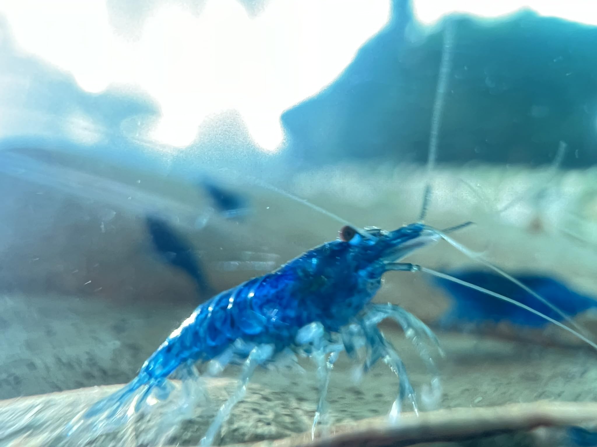 Blaue Garnelen Blue Dream (Neocaridina davidi) Zwerggarnelen (10)