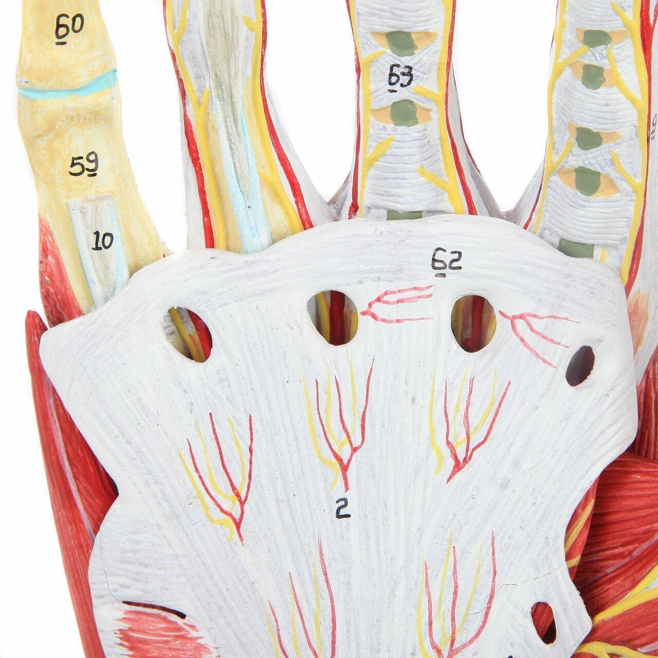 Anatomiczny model szkieletu dłoni z kośćmi, mięśniami, nerwami, naczyniami krwionośnymi - naturalnej wielkości, 7 części do studiów medycznych i klasy - łatwy montaż