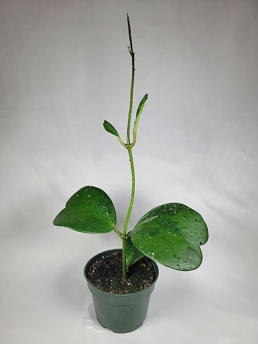 Miniatura 5 de Hoya Kerrii con hojas en forma de corazón, planta viva Hoya, gran regalo para madres y seres queridos, planta viva Hoya (Hoya Kerrii en maceta de 4