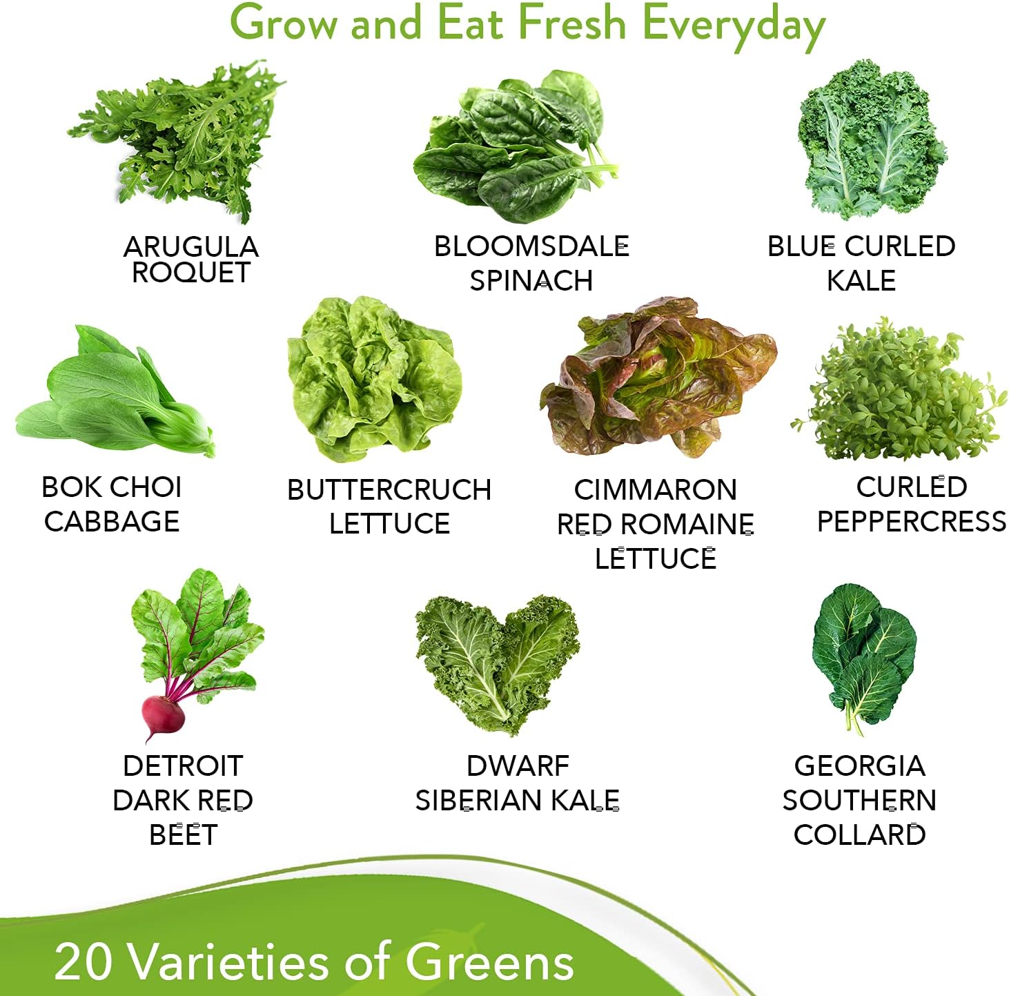 Lettuce and Greens Seed Vault - Non-GMO Seeds for Planting Indoor or Outdoor - Kale, Spinach, Butter, Oak, Romaine Bibb & More - Hydroponic Home Garden Seeds (20 Variety) : Patio, Lawn & Garden