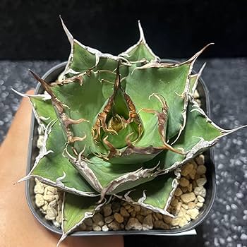 Amazon.co.jp: agave titanota sharksoui アガベ チタノタ