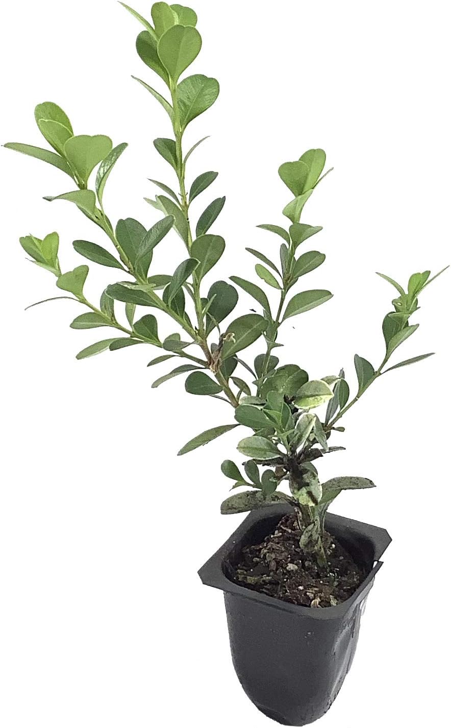 Japanese Boxwood - 10 Live Plants - 2" Pot Size - Buxus Microphylla - Fast Growing Cold Hardy Formal Evergreen Shrub