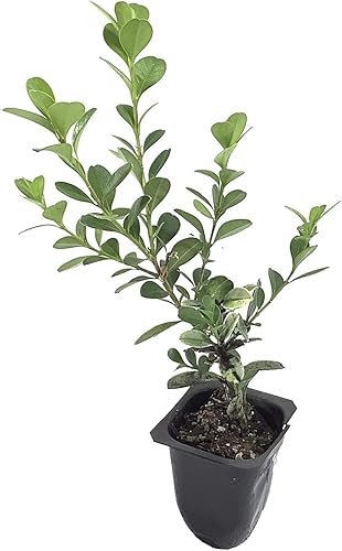 Vista 2 de Boj japonés – 3 plantas vivas – Tamaño de maceta de 2 pulgadas – Buxus Microphylla – Arbusto de hoja perenne formal resistente al frío de rápido