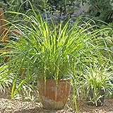 Set 12 Lemon Grass Live Plants, Lemongrass Plants for Outside, Lemongrass Plants Live, Lemon Grass Plants, Lemon Grass Plants, Lemongrass for Planting, Indoor Outdoor Herb Rooted Lemongrass Stalks
