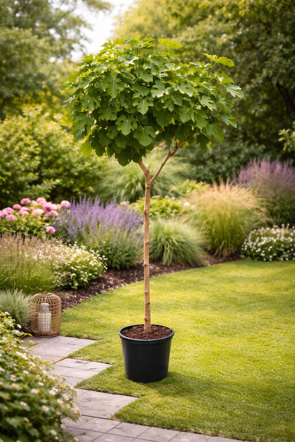 Feigenbaum Brown Turkey 160-200 cm – Ficus carica 'Brown Turkey' – kräftiger Stamm – winterharte Feige – Obstbaum für Garten & Terrasse – große süße Früchte