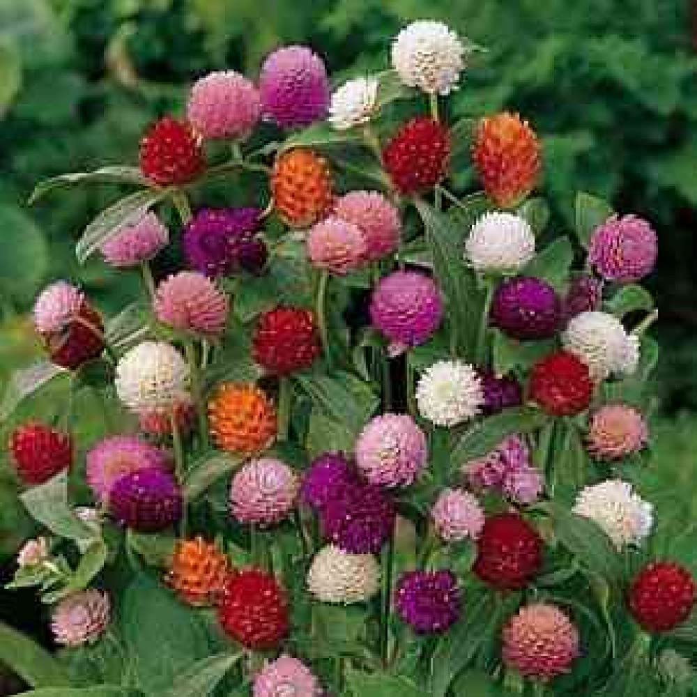 FLARE SEEDS Gomphrena Globosa Choice Mix Flower Seeds Pack of 121 Seeds (B09BP326KR) Amazon Price History, Amazon Price Tracker