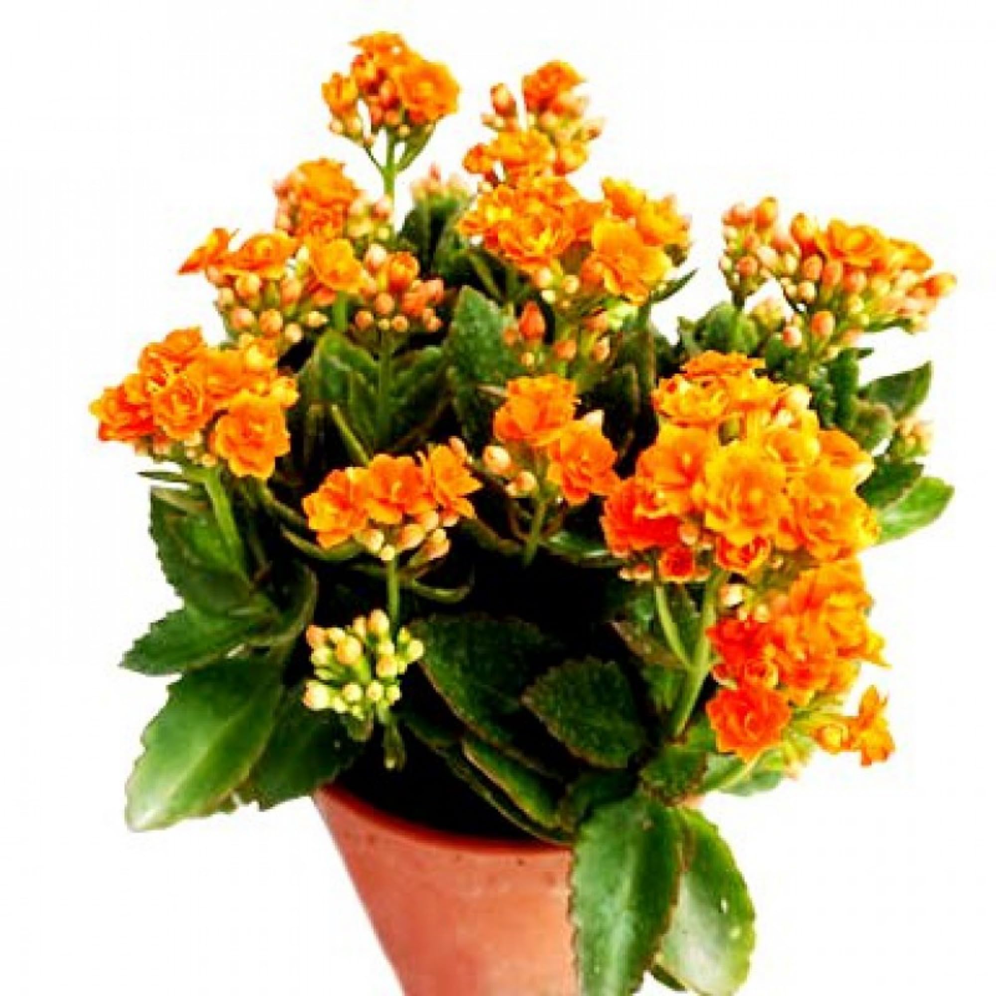 Guruji Plantation Kalanchoe Plant Indoor Plant For Home and Garden with Pot (Pack of 1) (Orange) (B0BWYMWS5G) Amazon Price History, Amazon Price Tracker