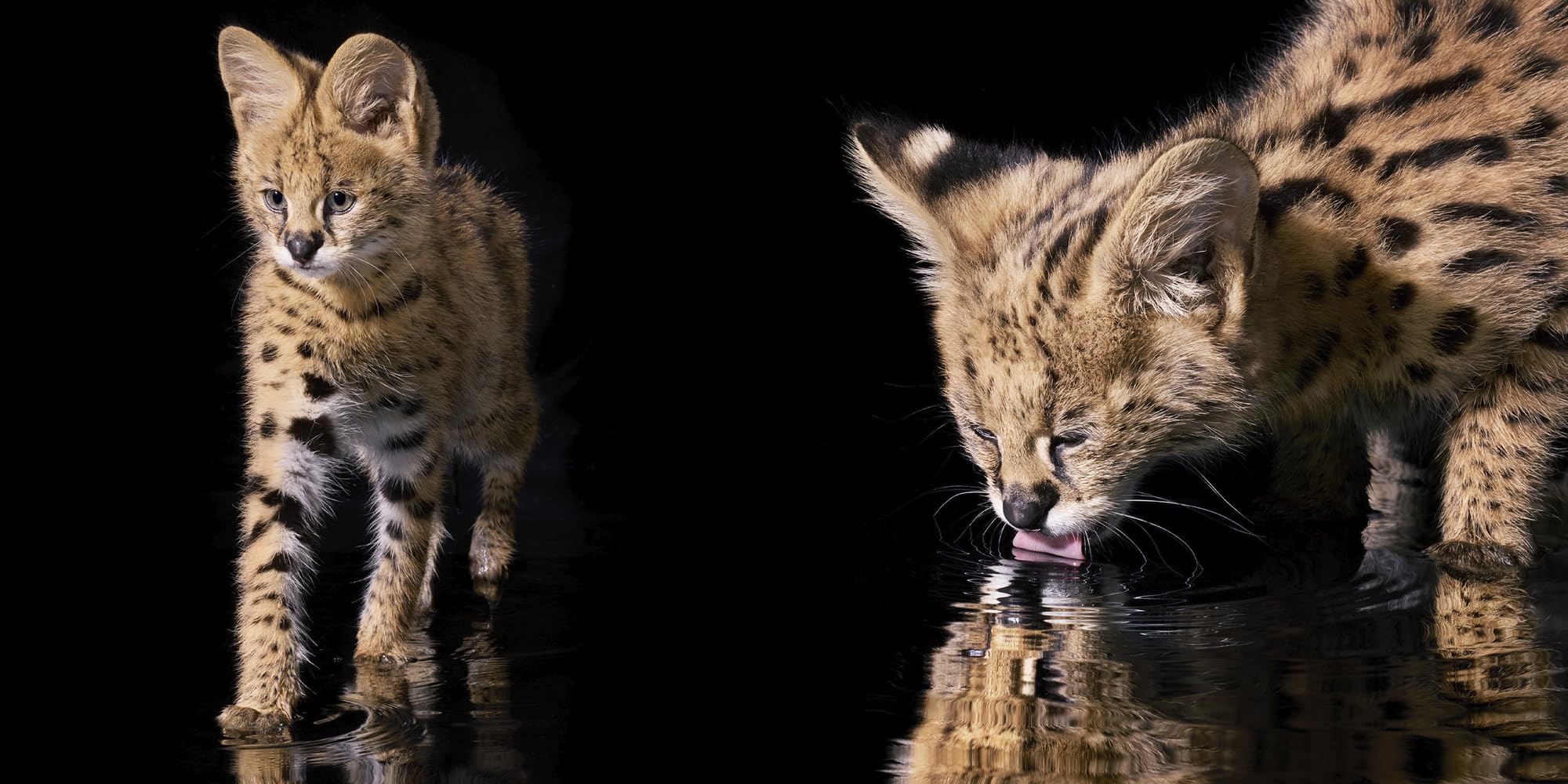Katzen: Hochwertiger Bildband mit beeindruckender Tierfotografie, stimmungsvollen Aufnahmen und faszinierenden Fakten - das ideale Geschenk für Katzenliebhaber