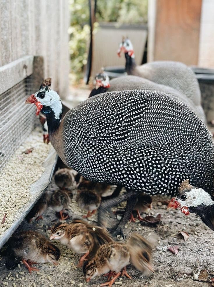 Mahanandi Bird Feed, Bird Food, Broken Rice for All Types of Birds, Feeding All Species (B0D1Y5LL9W) Amazon Price History, Amazon Price Tracker