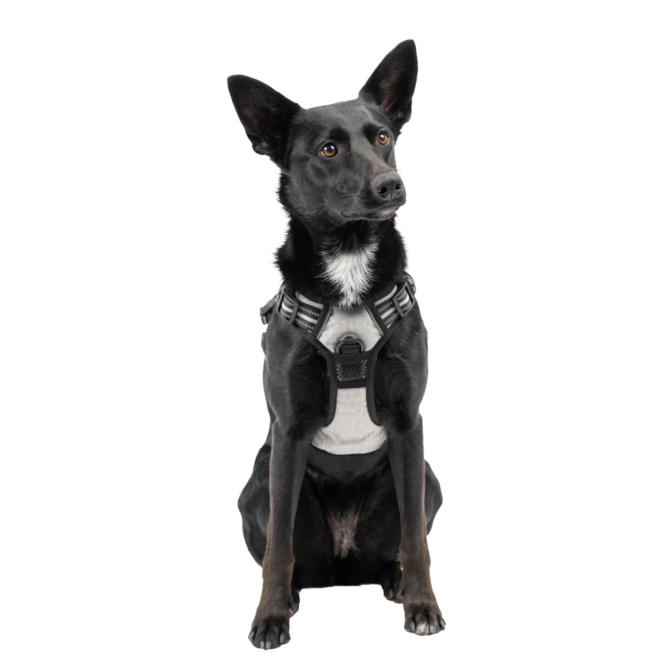 Ferplast Pettorina Cane Taglia Media, 2 Ganci per Massimo Controllo, Anti Tiro, Pettorina Cane Regolabile, Riflettente, Traspirante, Imbracatura Cani ideale per Addestramento M, Grigia