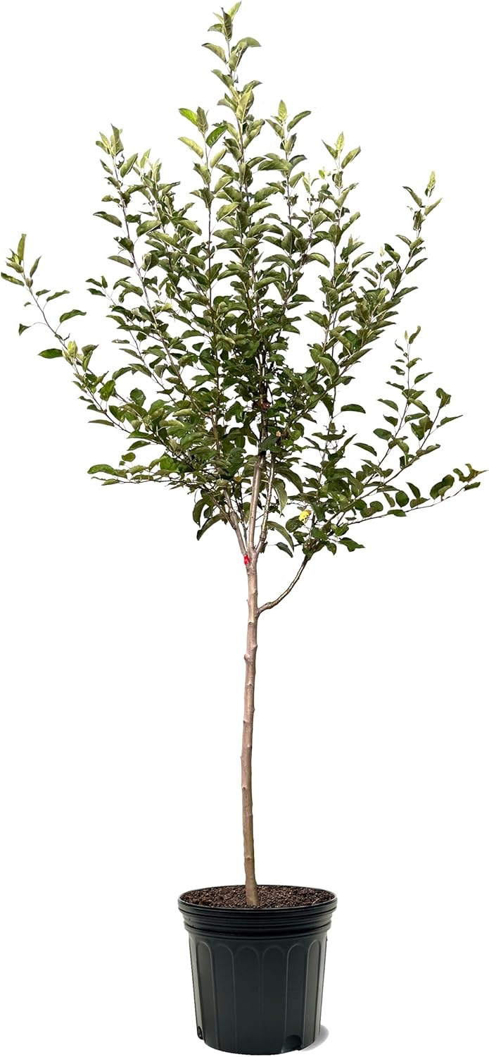 Liberty Apple Tree, Premier Size, Fruits 2 Years Faster, Largest Deliverable Size, 7 gal. Nursery Pot (Due to Agricultural Laws, we Cannot Ship to CA, AZ, AK, or HI)