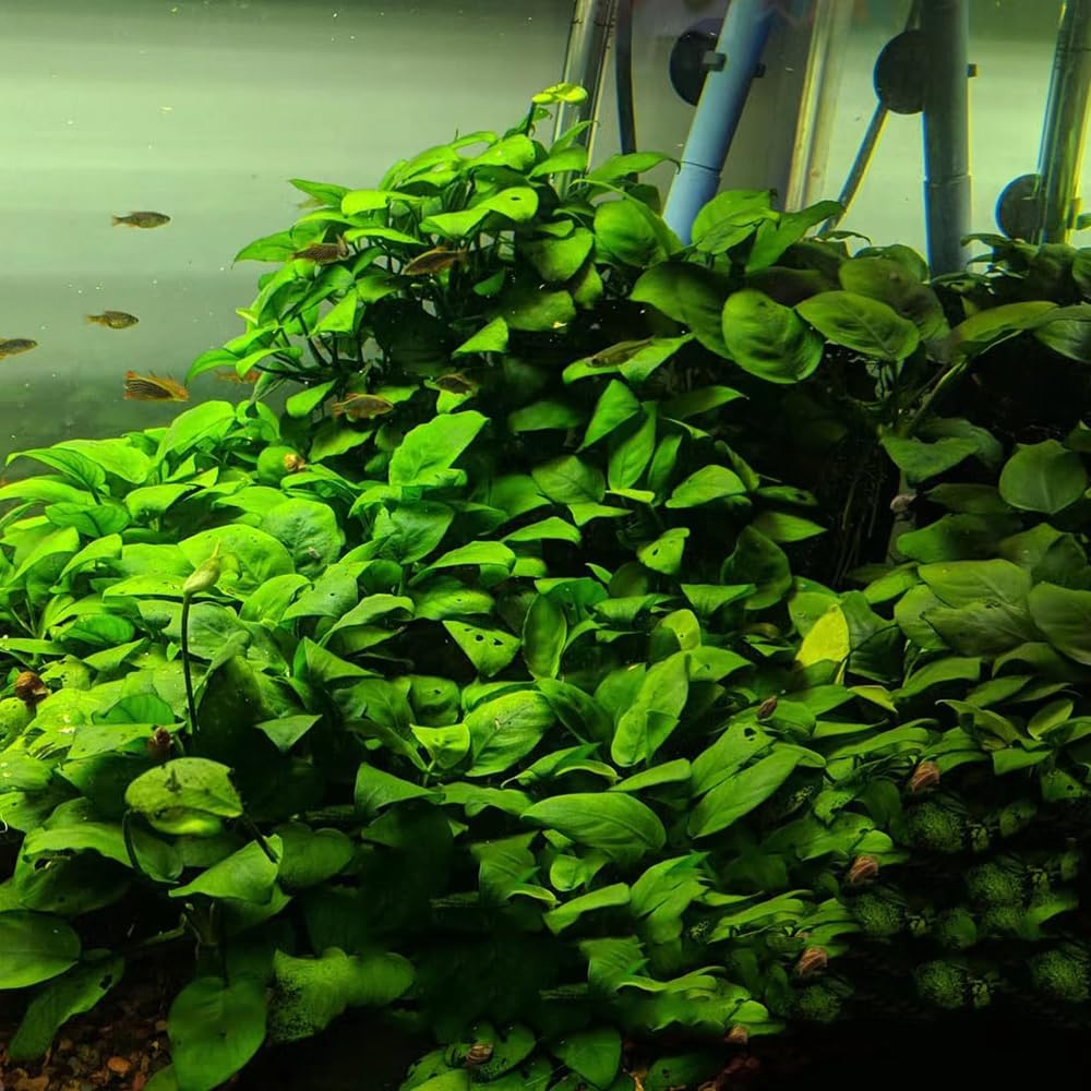 semillas para acuáticas, interior de acuario acuáticas acuarios interior purificadoras aire verdes decoración sala estar semillas acuario cobertura 1000pcs