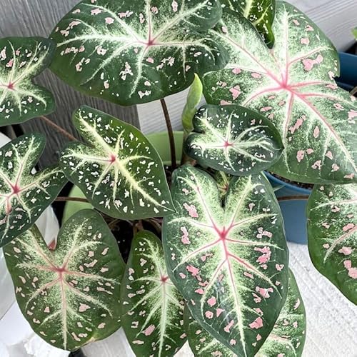Votaniki Galaxy White Caladium