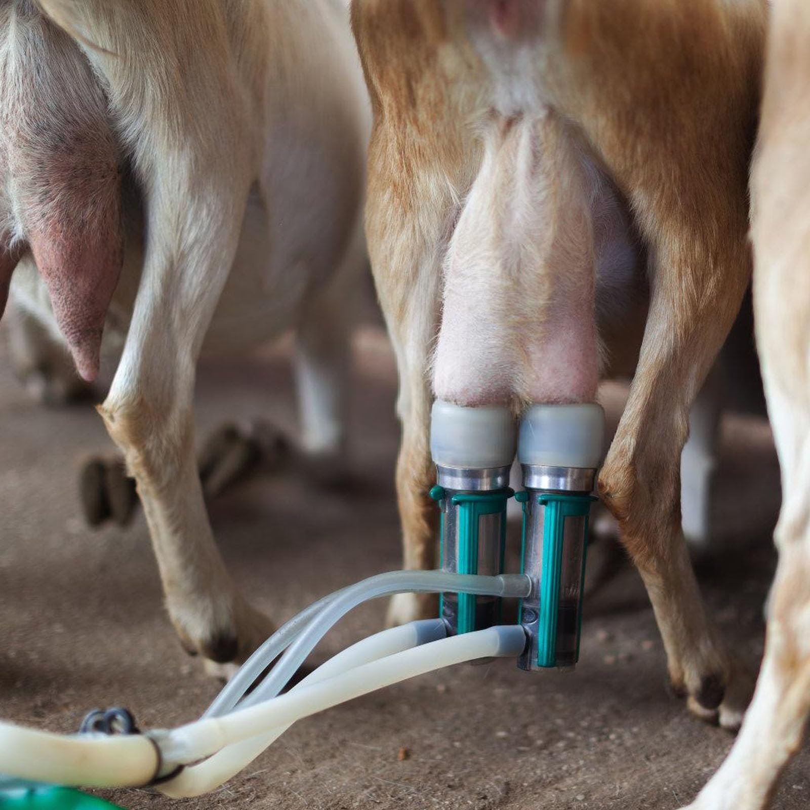 Macchina portatile di mungitura di capra, tiralatte, vuoto a mano, attrezzatura pecora in plastica per piccole aziende agricole, pompe per vuoto manuali