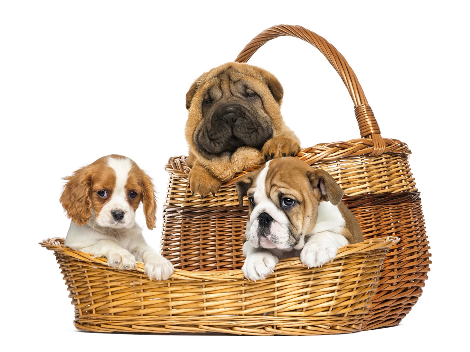 puzzle natale bambini puzzle 1500 pezzi Cucciolo di Shar Pei Bulldog King Charles Spaniel 87x57cm
