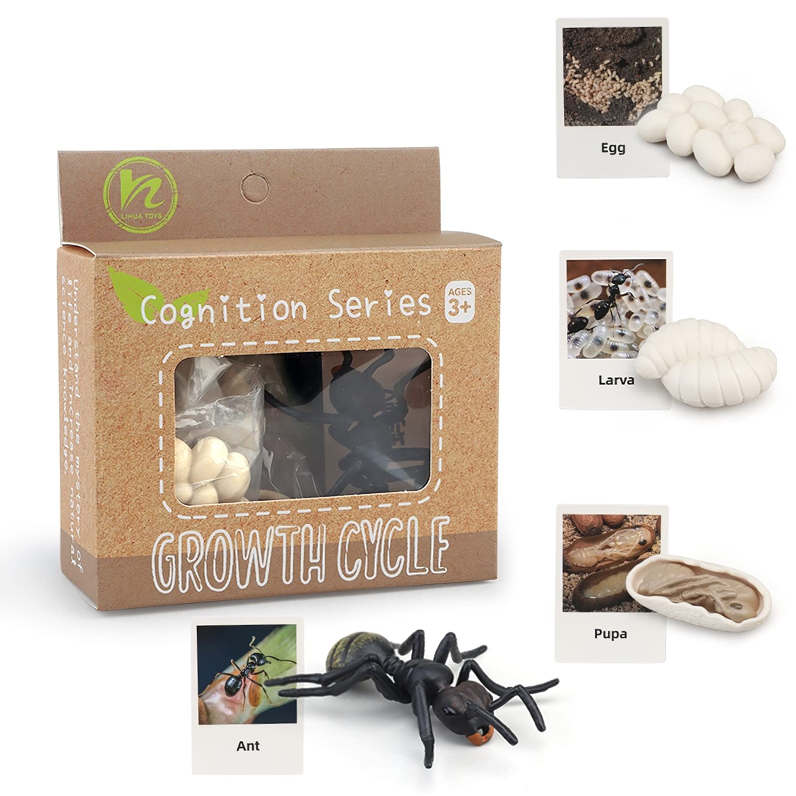 Montessori Life Cycle Animal Figures with Flash Cards, Realistic Animal Figurines Toy, Animal Educational Matching Game for 3+ Year Old Toddlers Kids (Ant)