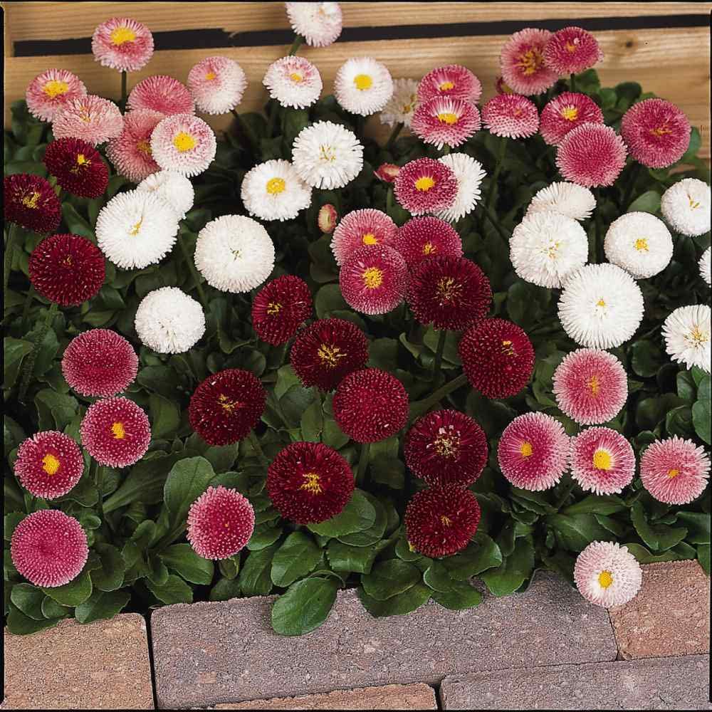 Audbhidhi flower Seeds | English Daisy Hybrid Flower Seeds For Home Gardening (50 SEEDS ) (B09LR61GKM) Amazon Price History, Amazon Price Tracker