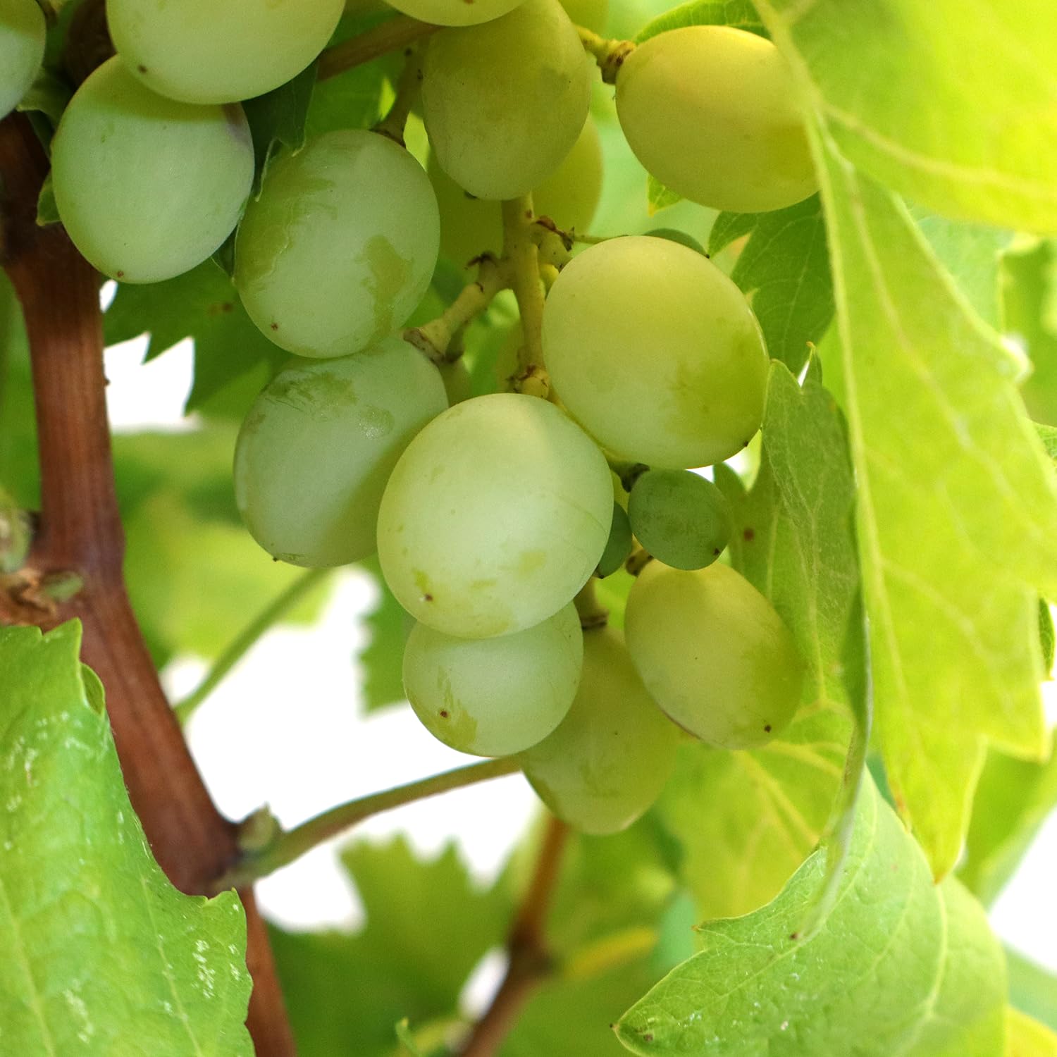 KENTIS - Bonsai di Vite - Vitis Vinifera Piante Vere fa Frutto da Esterno Ornamentali - Giardino Balcone Terrazzo - H 40/50 cm Vaso in Ceramica 22 cm