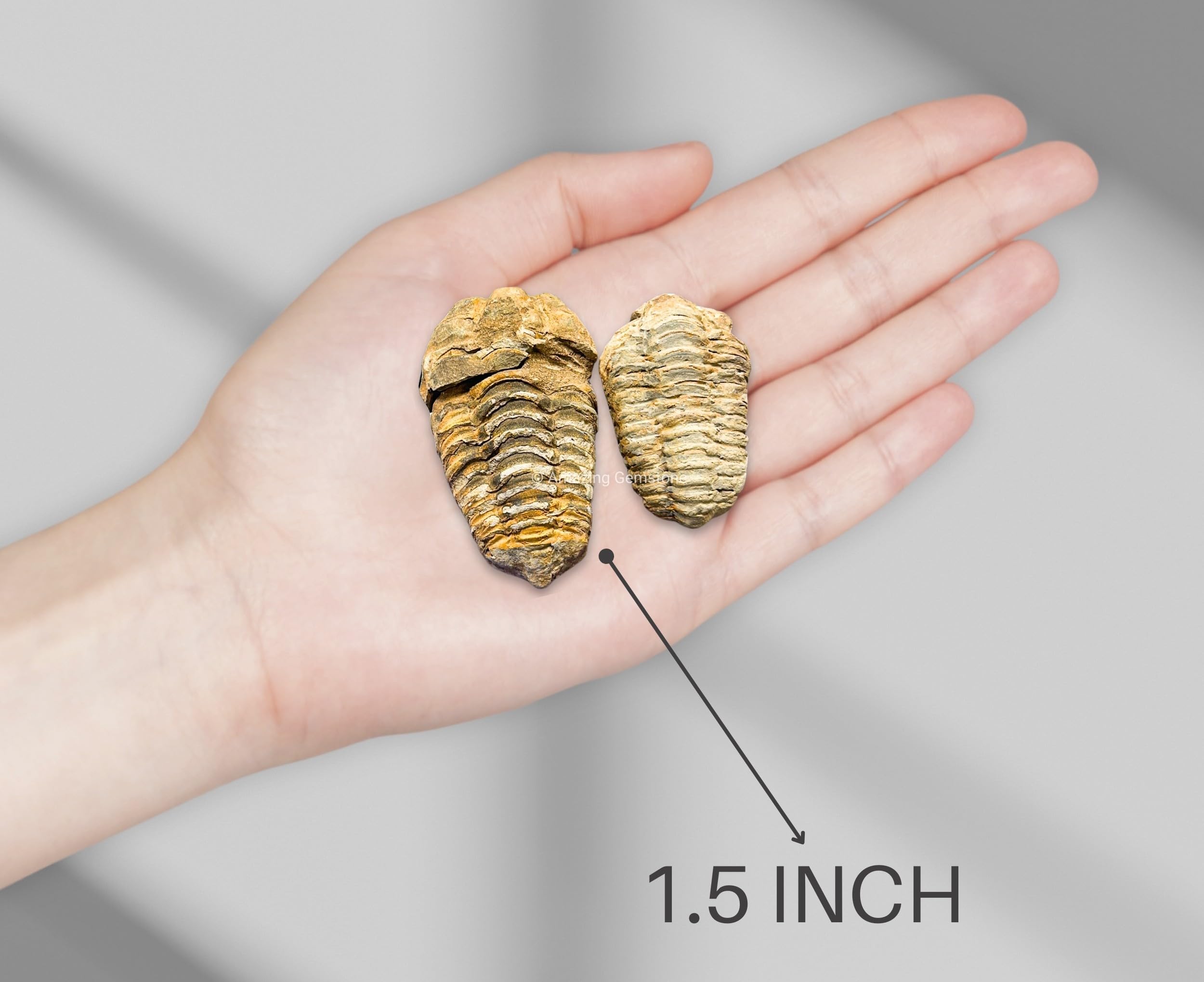 Trilobite Fossil - Trilobite fossili autentici da 3,8 cm dal Marocco, autentico esemplare di trilobite da collezionista di fossili – pezzo di trilobite antico di alta qualità da museo