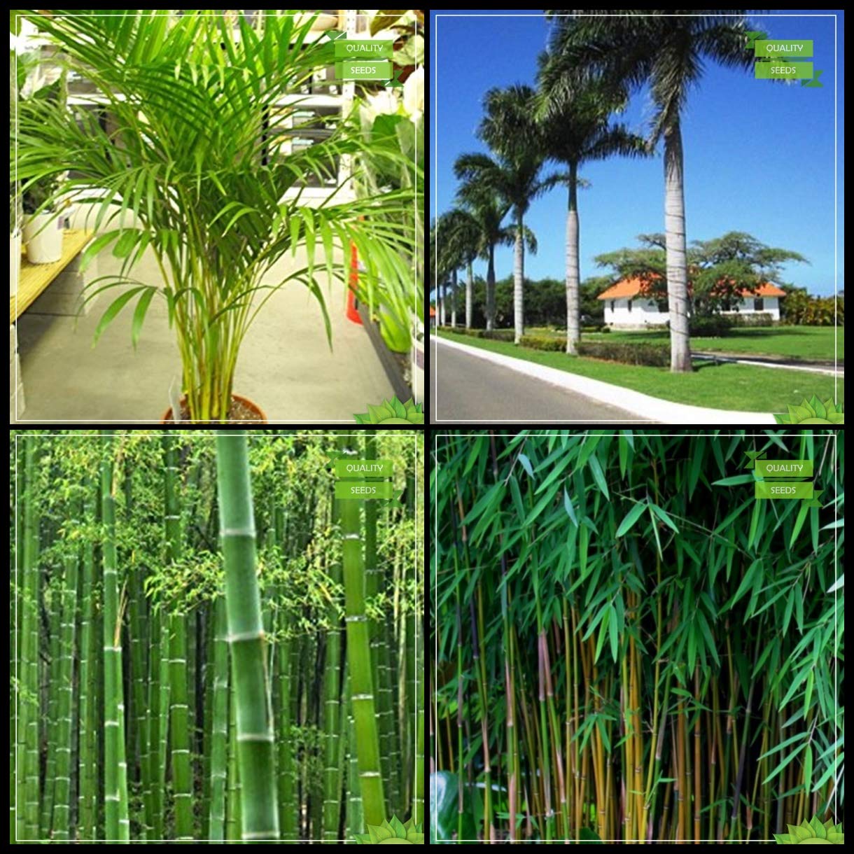Creative Farmer Plants Seeds Combo Tree Seeds : Areca Lutscence, Bottle Palm Seeds, Big Bamboo, Small Bamboo Tree Seeds For Gardening (B07HTK2L8T) Amazon Price History, Amazon Price Tracker
