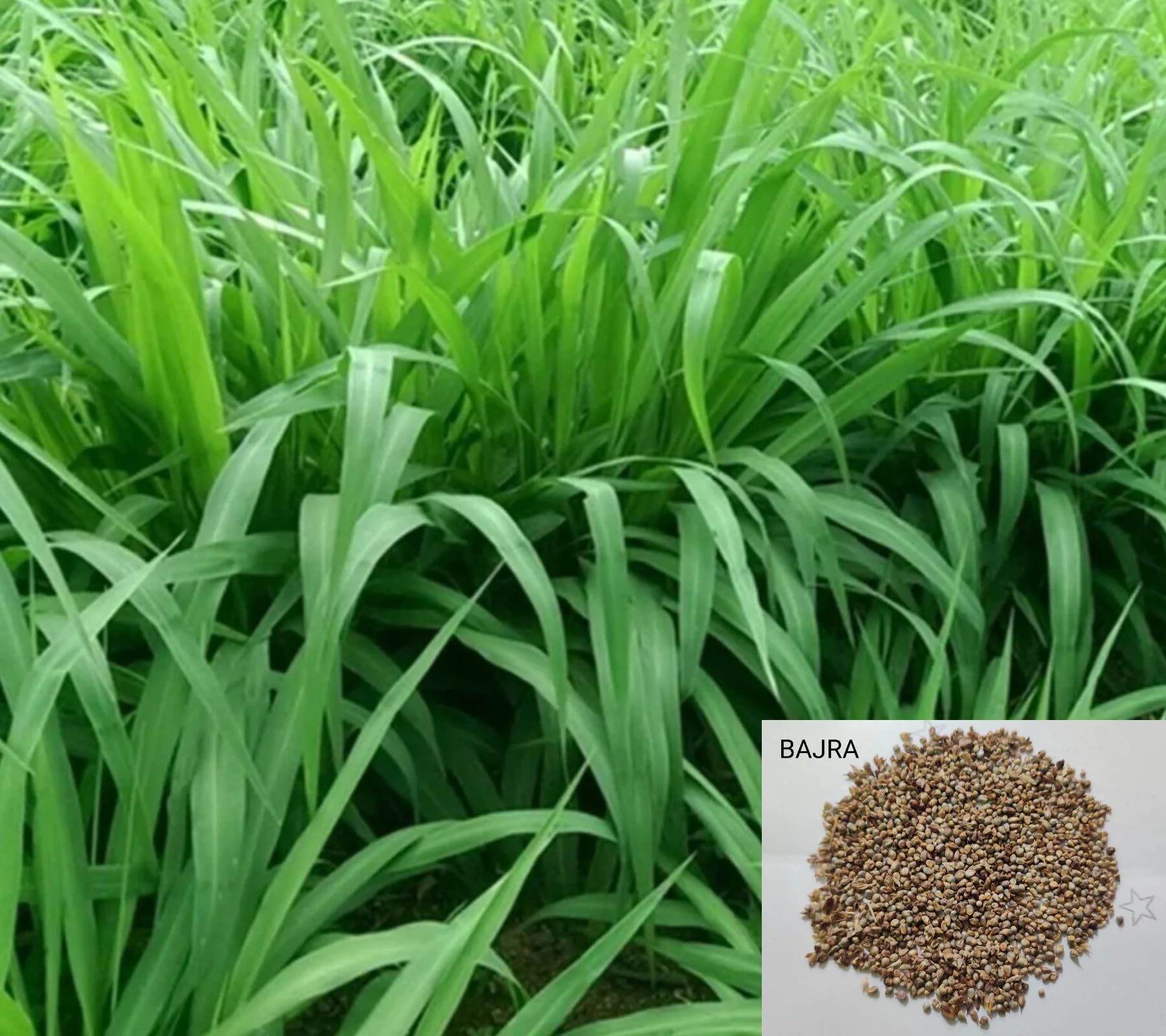 Bajra Napier Hybrid Grass Seeds, Multi Cut, for Goat, Cow, Buffalo, Sheep, Poultry, Rabbit, 400 Grams Pack-image-12