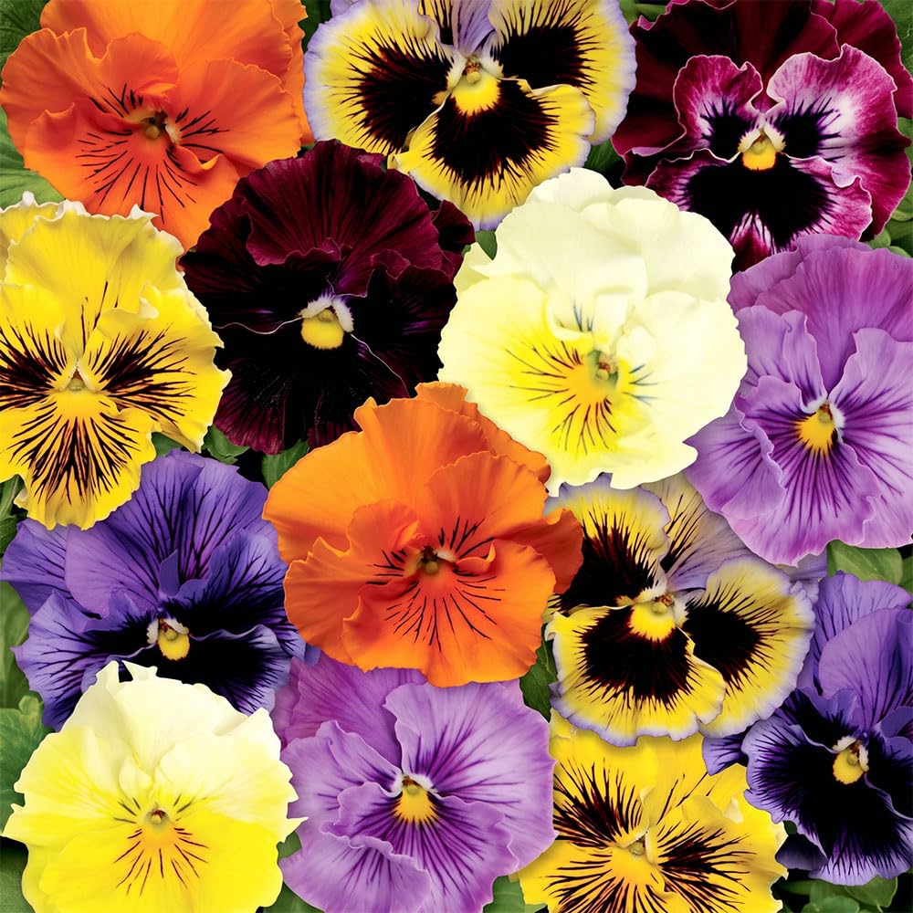 Pansy Atlas Black F1 Seeds – Deep Black Velvet Blooms – Hardy Annual/Biennial Flower – Ideal for Borders, Pots & Bedding Displays