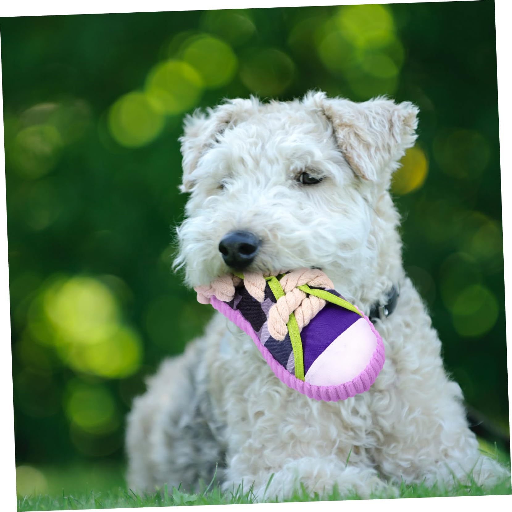 Générique Jouet à Mâcher pour Chien Couineur Chaussures en Coton Taille Petite Jouet Interactif pour Chiots pour Animaux De Compagnie