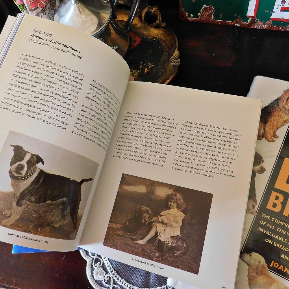 Amazon.co.jp: +..。*゜+ 犬の洋書 3冊セット 図鑑 ヴィンテージ本