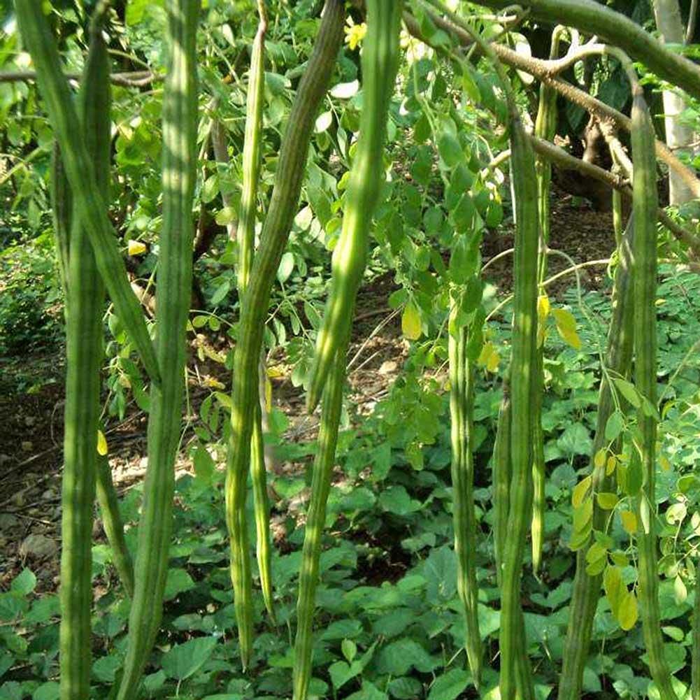 Golden Hills Farm Hybrid Drumstick/Sajna/Moringa Oleifera Seeds PKM1 50+ seeds (B096VT295K) Amazon Price History, Amazon Price Tracker