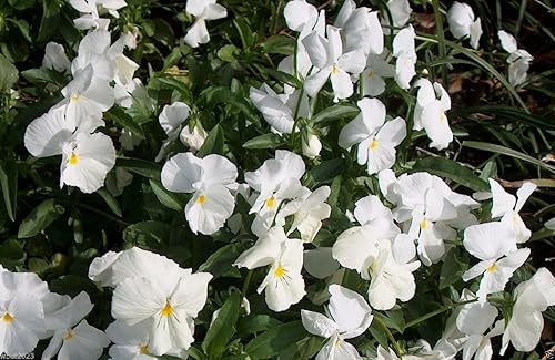 Miniatura 3 de Viola Cornuta Semillas  Perfección Blanca  Ideal en cesta colgante y cama de jardín (500 semillas)