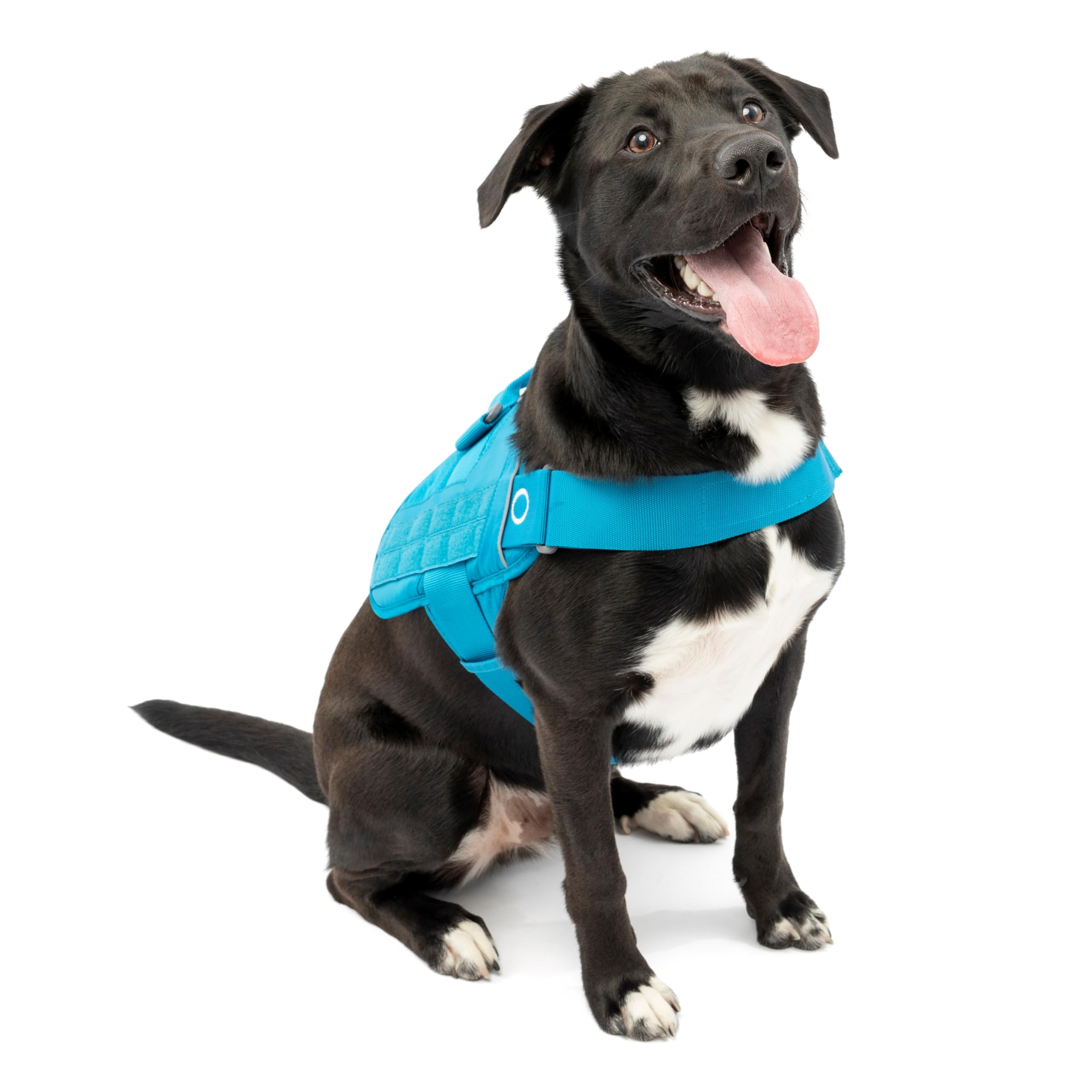 Kurgo Molle Clip Compatible Dog Harness | Molle Vest for Dogs | Service Dog Training Vest | Service Dog Molle Vest | Rs Townie Dog Harness (Coastal Blue, L), K01975