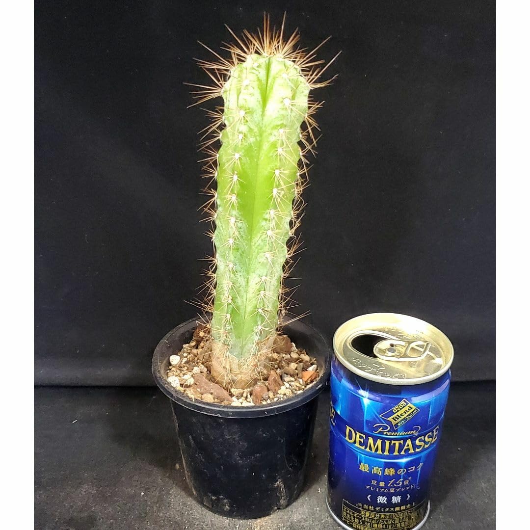 Amazon.co.jp: 柱サボテンピロソケレウス属アズレウス（青いサボテン