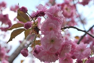 10+ Japanese Cherry Blossom Tree Seeds (Prunus serrulata) Sakura