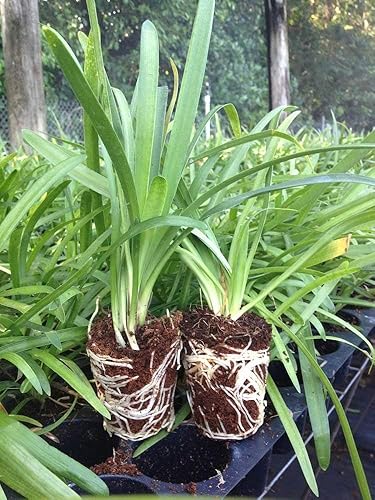 Miniatura 3 de Agapanthus Africanus 'Lily of the Nile' - 10 plantas vivas - Tamaño de maceta de 2 pulgadas - Cubierta vegetal floreciente