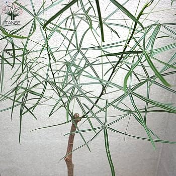 Amazon｜ITANSE ボトルツリー (ブラキキトン・ルペストリス) L