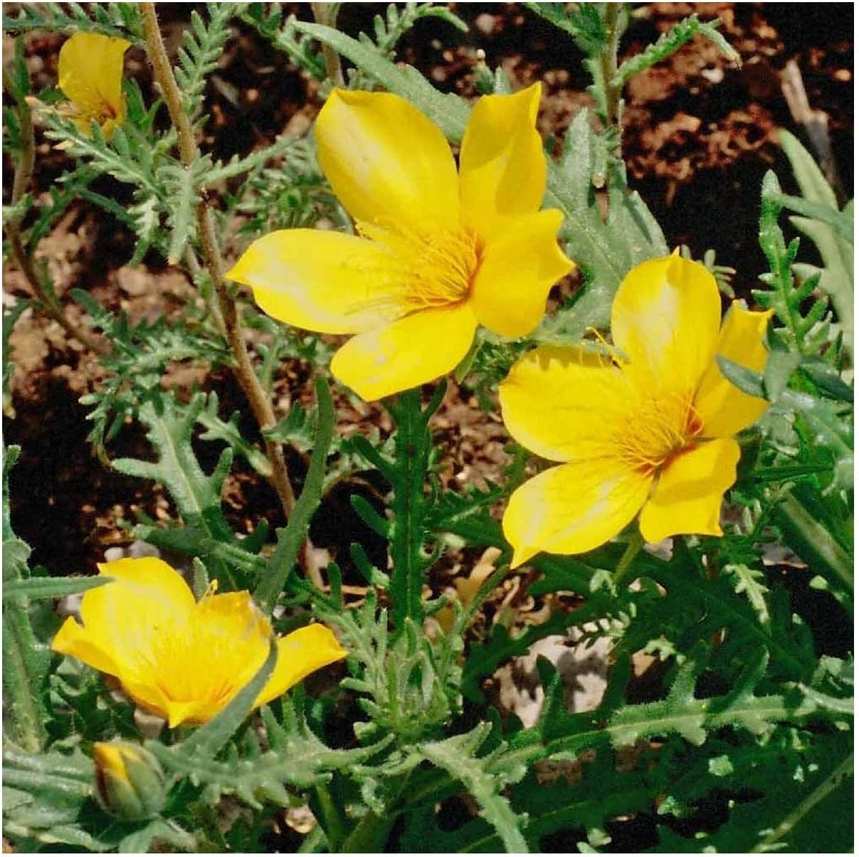 Everwilde Farms - 1/4 Lb Blazing Star Native Wildflower Seeds - Gold Vault