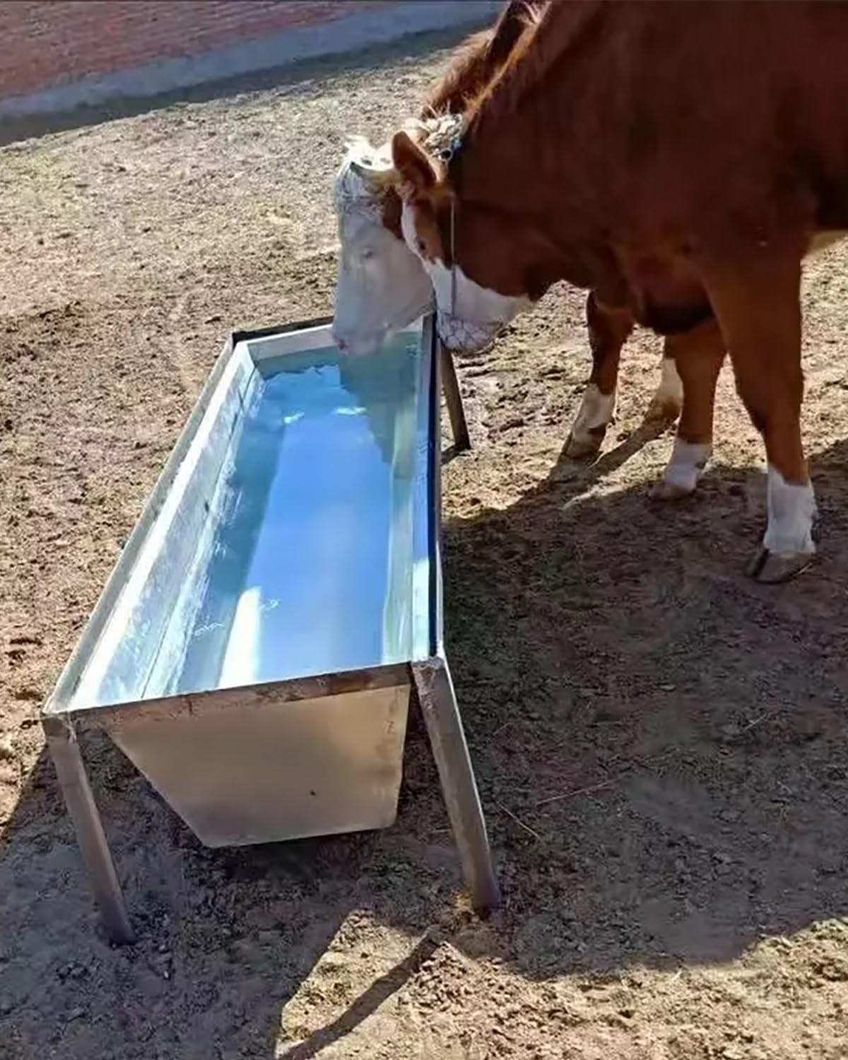 Mangiatoia in Metallo Resistente per bovini, Ovini, equini e Alpaca - Mangiatoia Impermeabile da 8, 15 e 30 galloni con Supporto (49,6 cm)