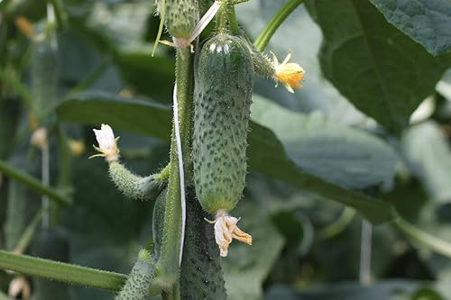 Miniatura 6 de Semillas Pepino Raro Titus F1 45 Días Vegetales en Decapado Temprano para Plantar No GMO