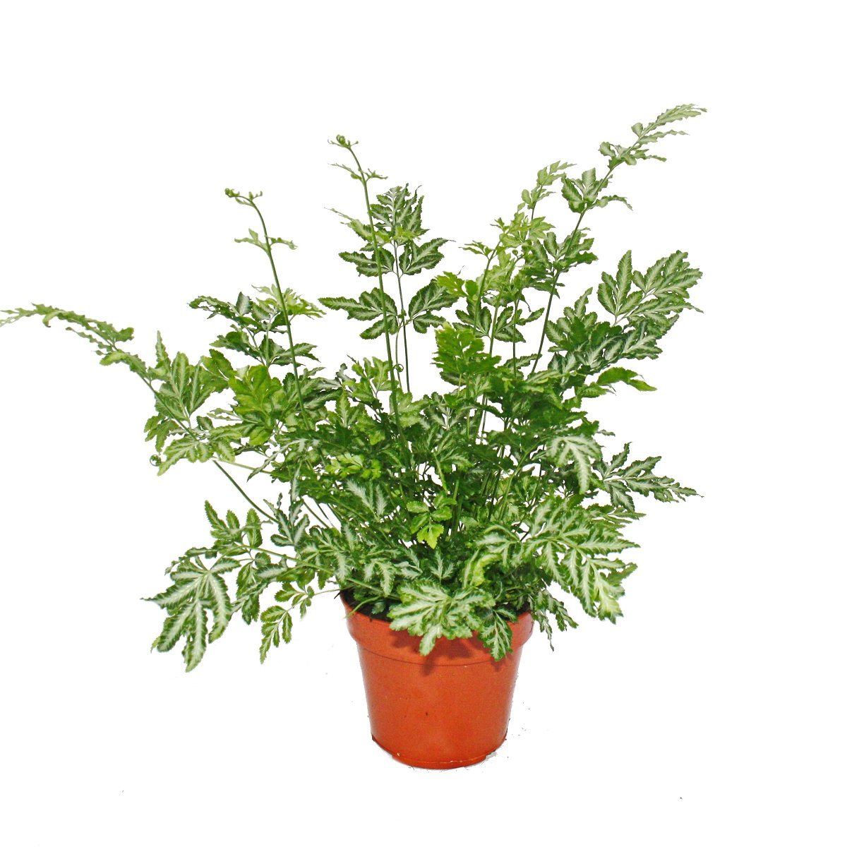 Fougère - Lot de 3 - composé de 3 espèces de fougères spéciales pot de 12cm